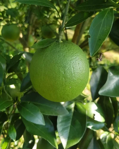 amuchia-agro-citrus-website