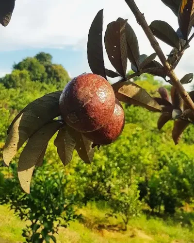 amuchia-agro-guava-website